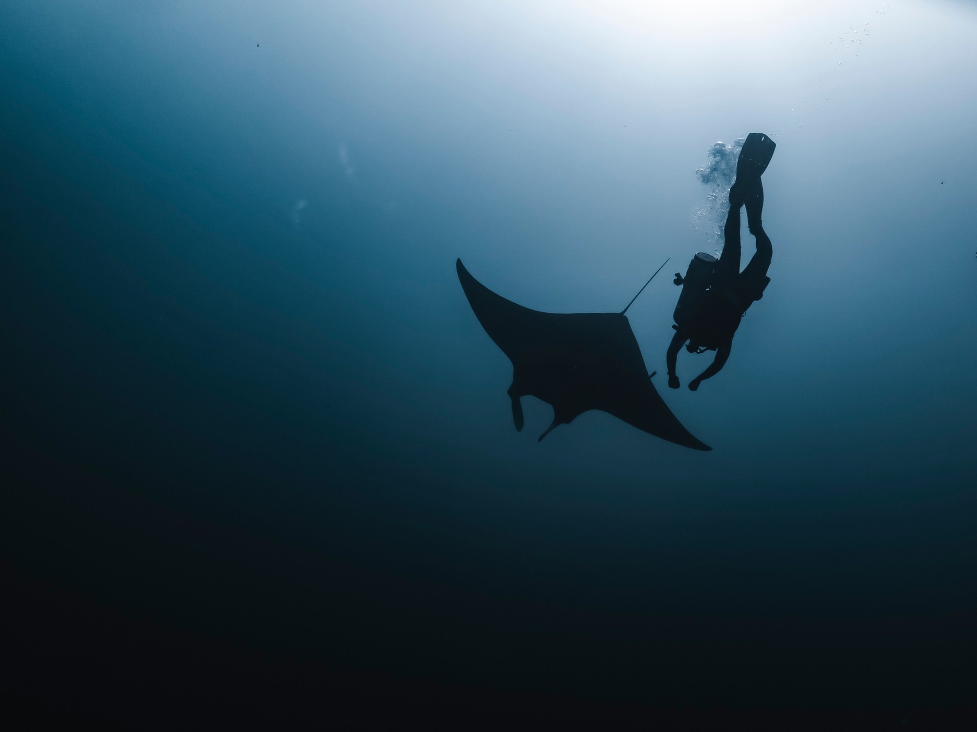 Sankara Beach Penida - Experience - Snorkeling at Manta Point